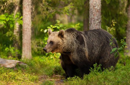 Téléchargez les photos : Impressive portrait of Eurasian Brown bear in forest, Finland. - en image libre de droit