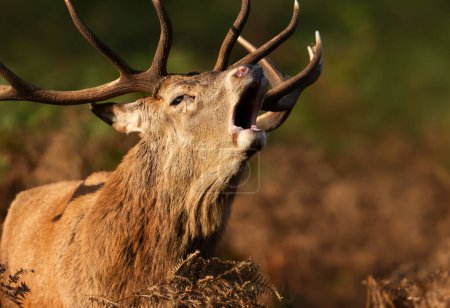 Photo for Close up of a Red deer stag calling during the rut in autumn, UK. - Royalty Free Image