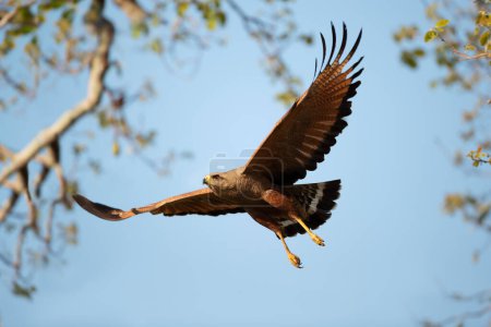 Téléchargez les photos : Gros plan de Savanna hawk en vol, Pantanal, Brésil. - en image libre de droit