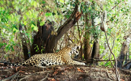 Foto de Primer plano de un Jaguar bostezando en una orilla del río en hábitat natural, Pantanal, Brasil. - Imagen libre de derechos