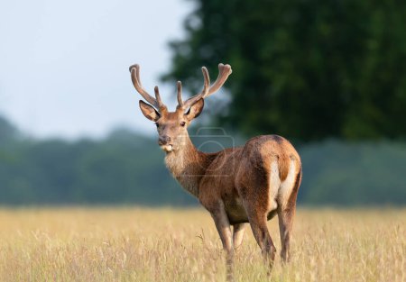 Photo for Close up of a red deer stag with velvet antlers in summer, United Kingdom. - Royalty Free Image