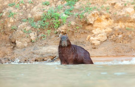 Téléchargez les photos : Gros plan d'un Capybara au bord d'une rivière, Pantanal Sud, Brésil. - en image libre de droit