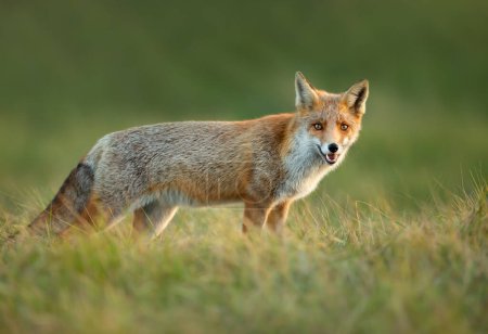 Téléchargez les photos : Gros plan d'un renard roux dans une prairie, Royaume-Uni
. - en image libre de droit