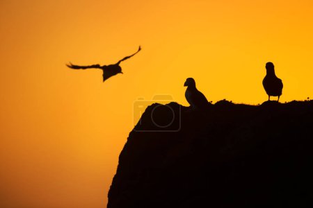 Photo for Group of Atlantic puffins (fratercula arctica) on a cliff at sunset in Fair Isle, Shetland, UK. - Royalty Free Image