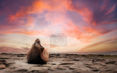 Téléchargez les photos : Portrait d'un phoque éléphant du Sud au coucher du soleil, îles Malouines. - en image libre de droit