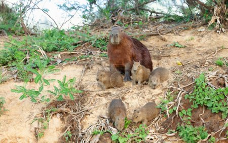 Téléchargez les photos : Gros plan de la mère Capybara avec un groupe de petits assis sur une rive, Pantanal Nord, Brésil
. - en image libre de droit