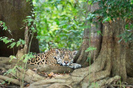 Close up of a Jaguar (Panthera onca) lying on a river bank, Pantanal, Brazil.