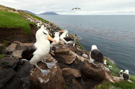 Foto de Primer plano de albatros de cejas negras en la costa de las Islas Malvinas. - Imagen libre de derechos