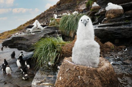 Téléchargez les photos : Gros plan d'une jeune Albatros brune assise dans son nid de vase, aux îles Malouines. - en image libre de droit