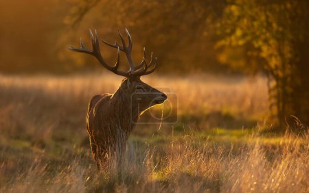 Photo for Close up of a Red Deer stag during rutting season at sunrise, UK. - Royalty Free Image