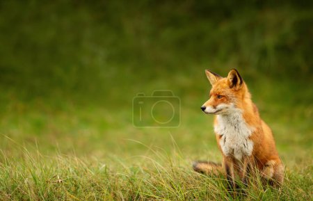 Photo for Close up of a red fox sitting in green grass, UK. - Royalty Free Image