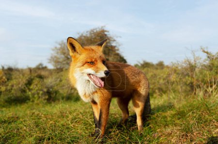 Téléchargez les photos : Gros plan d'un renard roux en été, Royaume-Uni
. - en image libre de droit