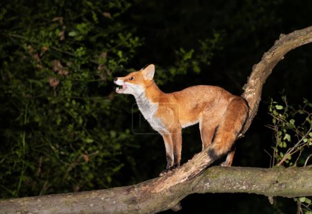 Foto de Primer plano de un zorro rojo (Vulpes vulpes) parado sobre un árbol caído en el bosque, Reino Unido. - Imagen libre de derechos