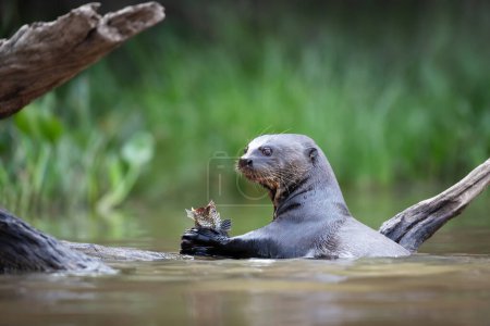 Photo for Close up of a giant river otter eating a fish, Pantanal, Brazil. - Royalty Free Image