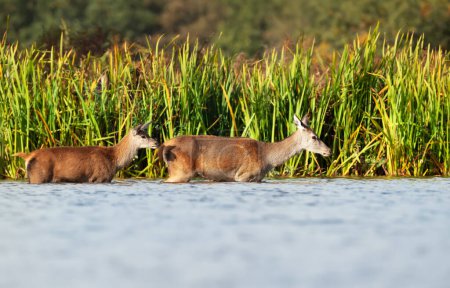 Foto de Primer plano de un ciervo rojo con un ternero en el agua, Reino Unido. - Imagen libre de derechos