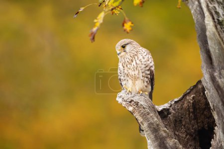 Photo for Close up of a common kestrel perched on a post in autumn, England. - Royalty Free Image