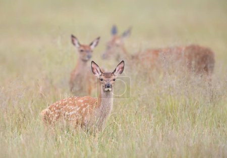 Photo for Close up of a cute Red deer calf in a meadow, UK. - Royalty Free Image