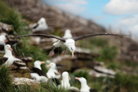 Téléchargez les photos : Gros plan d'Albatros à bractées noires en vol au-dessus d'une colonie d'albatros dans les îles Malouines. - en image libre de droit