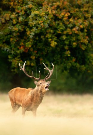Foto de Ciervo rojo llamando durante la rutina en otoño, Reino Unido. - Imagen libre de derechos