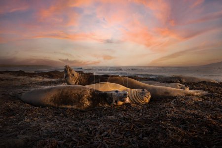 Téléchargez les photos : Groupe d'éléphants du Sud couchés sur une plage, îles Malouines. - en image libre de droit