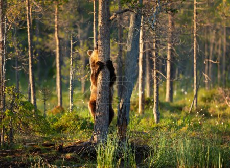 Photo for Eurasian Brown bear climbing a tree by a pond, Finland. - Royalty Free Image