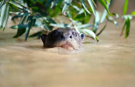 Photo for Close up of a giant otter in a river, Pantanal, Brazil. - Royalty Free Image