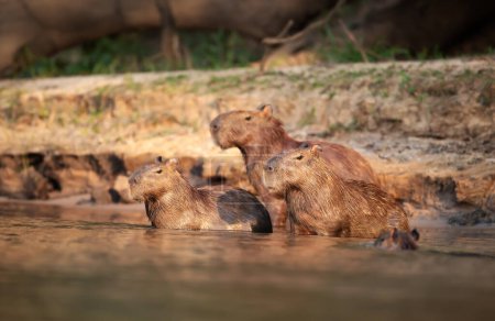 Foto de Grupo de Capibaras en la orilla de un río, Pantanal Sur, Brasil. - Imagen libre de derechos