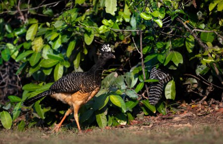 Photo for Close up of Bare-faced curassow in grass, Pantanal, Brazil. - Royalty Free Image