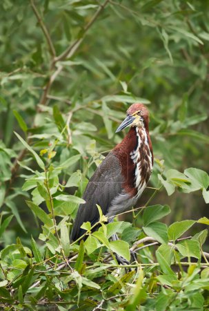 Photo for Close up of a Tiger heron (Tigrisoma lineatum) perched in a tree, Pantanal, Brazil. - Royalty Free Image