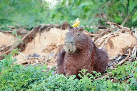 Close up of a Capybara with a bird Cattle tyrant sitting on a head, South Pantanal, Brazil.
