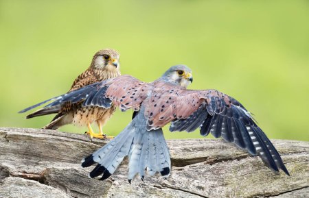 Photo for Close up of a female and male common kestrels perched on a post, UK. - Royalty Free Image