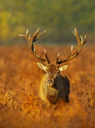 Téléchargez les photos : Portrait d'un cerf rouge pendant la saison d'ornières en automne, Royaume-Uni. - en image libre de droit