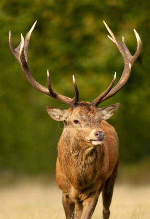 Photo for Close up of a red deer stag in autumn, UK. - Royalty Free Image