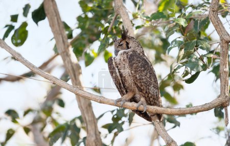 Photo for Close up of Great horned owl (Bubo virginianus nacurutu) perched in a tree, Pantanal, Brazil. - Royalty Free Image