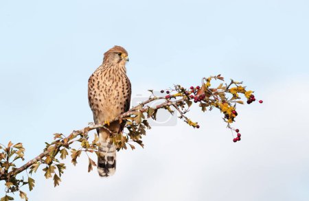 Photo for Close up of a common kestrel perched on a tree branch with red berries, England. - Royalty Free Image