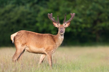 Close up of a red deer stag with velvet antlers in summer, United Kingdom.