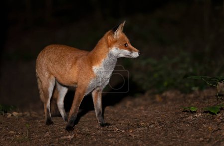 Foto de Primer plano de un zorro rojo (Vulpes vulpes) en un bosque por la noche, Reino Unido. - Imagen libre de derechos