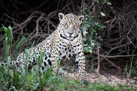 Foto de Primer plano de un Jaguar en una orilla del río en hábitat natural, Pantanal, Brasil. - Imagen libre de derechos