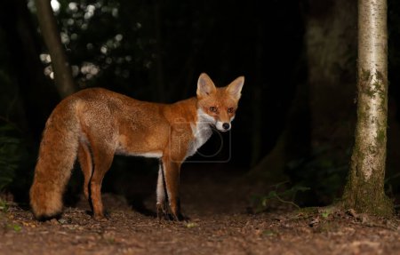 Photo for Close up of a Red fox (Vulpes vulpes) in a forest at night, UK. - Royalty Free Image