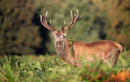 Foto de Primer plano de un ciervo rojo durante la temporada de celo en otoño, Reino Unido. - Imagen libre de derechos