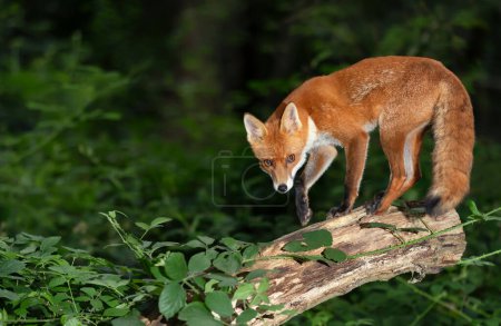 Photo for Close up of a Red fox (Vulpes vulpes) standing on a tree trunk in a forest, UK. - Royalty Free Image