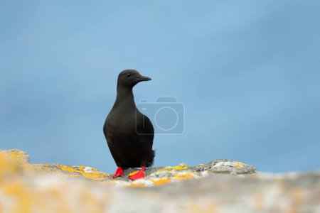 Photo for Close-up of a Black guillemot with bright red feet perched on a rock against blue background, Shetland Islands, UK. - Royalty Free Image
