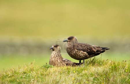 Photo for Close-up of two Great skuas in moorland, Noss island, Scotland. - Royalty Free Image