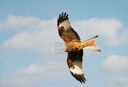 Photo for Close-up of a Red kite in flight, UK. - Royalty Free Image
