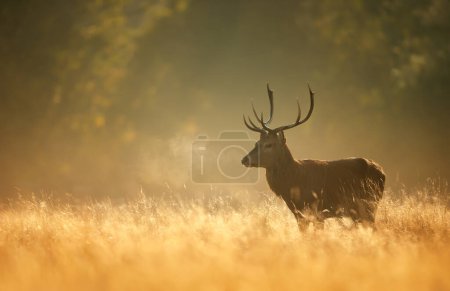 Photo for Close-up of a Red Deer stag during rutting season at sunrise, UK. - Royalty Free Image