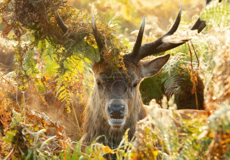 Photo for Close-up of a red deer stag with foliage on antlers during the rut in autumn, UK. - Royalty Free Image