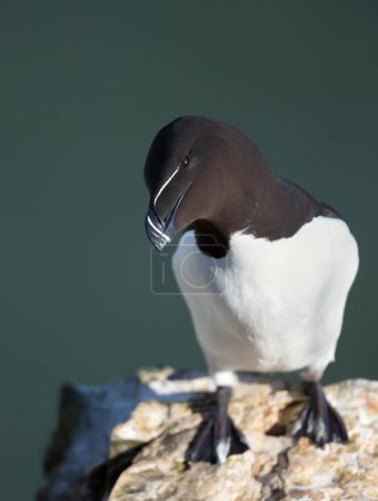 Téléchargez les photos : Gros plan d'un pingouin perché sur un rocher, Bempton, Royaume-Uni. - en image libre de droit