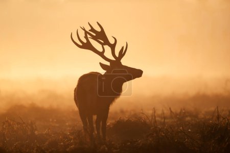 Foto de Silueta de ciervo rojo durante la temporada de celo al amanecer, Reino Unido. - Imagen libre de derechos