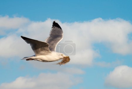Foto de Primer plano de la gaviota europea de arenque en vuelo con material de anidación contra el cielo azul nublado, Reino Unido. - Imagen libre de derechos