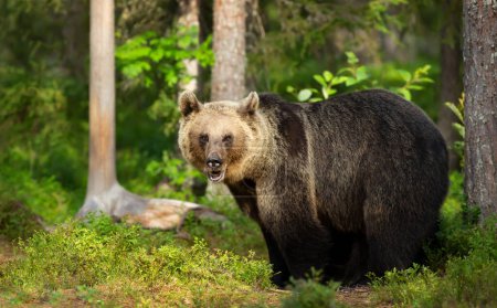 Foto de Primer plano del oso pardo euroasiático en un bosque, Finlandia. - Imagen libre de derechos